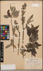 Foto von Salix caprea L. x Salix purpurea L.